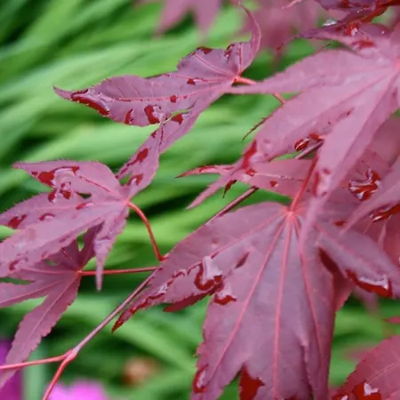 Hotel Clare House Grange-over-Sands